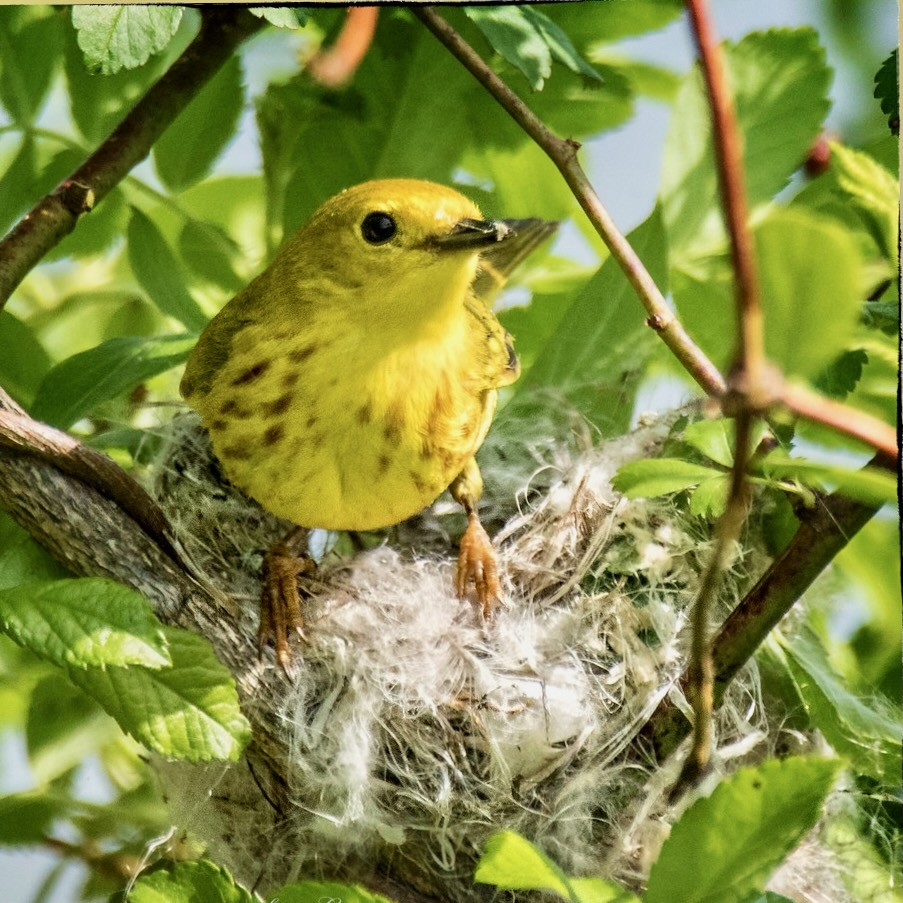 Yellow Warbler On Nest by stanlupo (Thanks for 4,000,000 views) is licensed under CC BY-NC-ND 2.0.